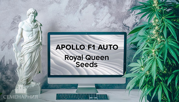 Выращивание сорта марихуаны Apollo F1 Auto в индоре Гроурепорт сорта Apollo F1 Auto