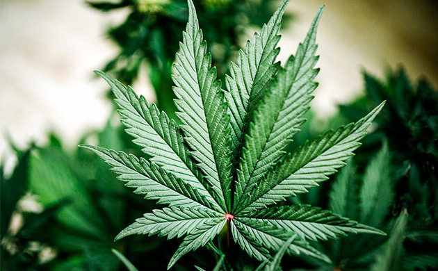 Лист конопли индики Внешний вид листа индики