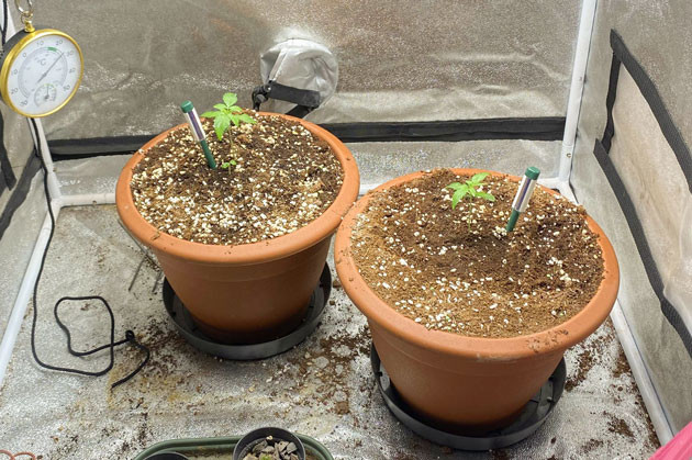 Полив и освещение Ростки Banana Purple Punch Auto на 2 неделе