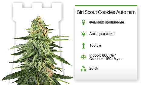 Сорт марихуаны Girl Scout Cookies Auto Girl Scout Cookies Auto от Original Sensible Seeds