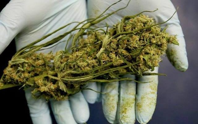 конопля с семенами