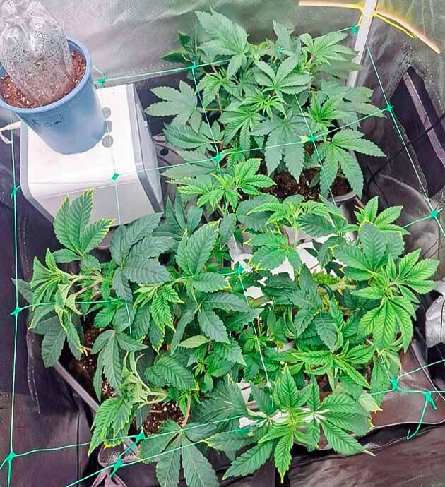 Дефолиация каннабиса и микроклимат внутри бокса Кусты сорта Poddy Mouth от Humboldt Seed Company на 6 неделе