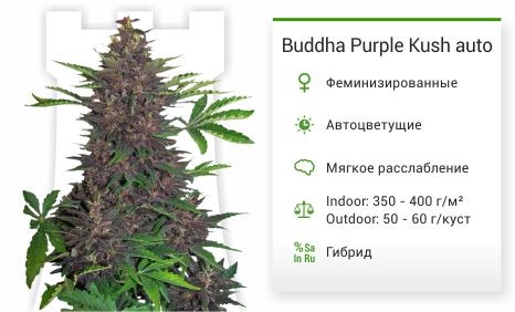 Сорт марихуаны Buddha Purple Kush auto Buddha Purple Kush auto fem (Buddha Seeds)