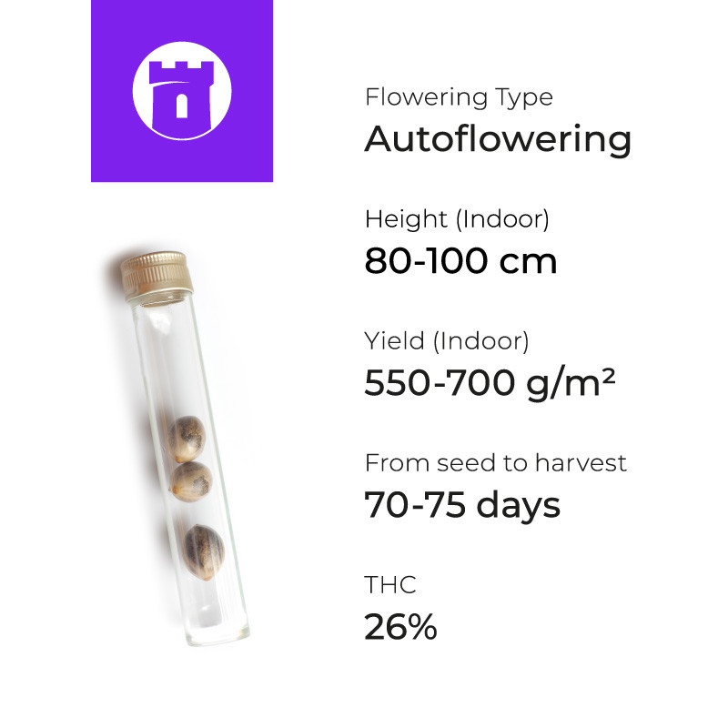 Характеристики сорта Gorilla Auto Gorilla Auto