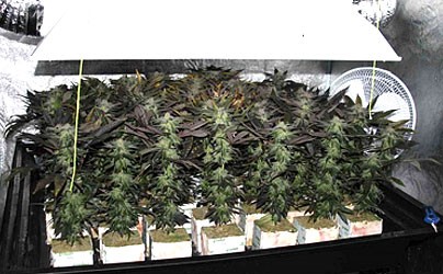 SoG марихуана SoG – «Море Зелени» (много клонов)