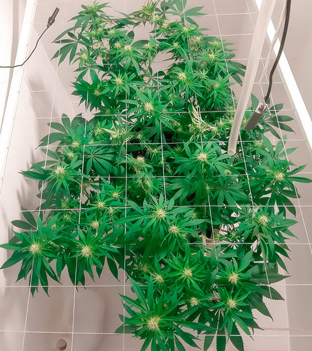 Полив конопли 14 неделя сорта Glue Sherbet от AlphaFem Seeds