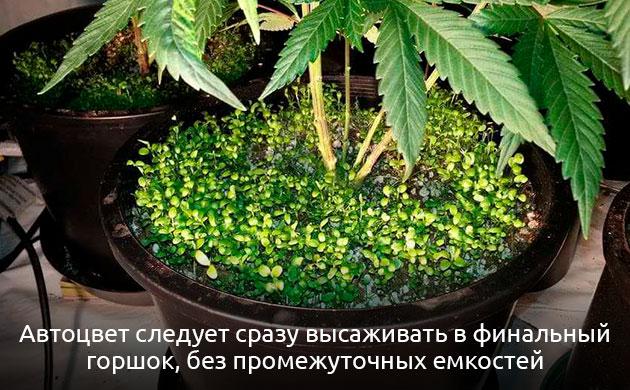 Горшки для автоцветущей марихуаны Какие горшки нужны для автоцветущей конопли