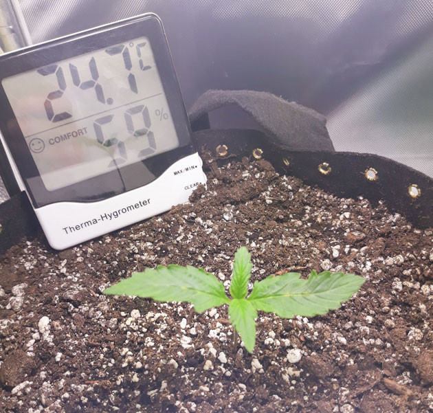 1 неделя выращивания Росток Orange Sherbet Auto