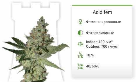 Сорт марихуаны Acid Acid fem от Paradise Seeds