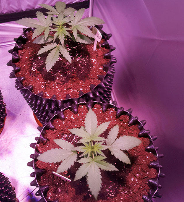 Развитие марихуаны и список удобрений Растишки Auto White Widow от Pyramid Seeds на 2 неделе