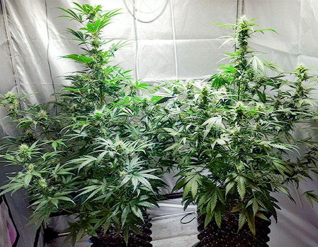 Стабильное развитие без стресса или признаков дефицита 7 неделя развития Auto White Widow