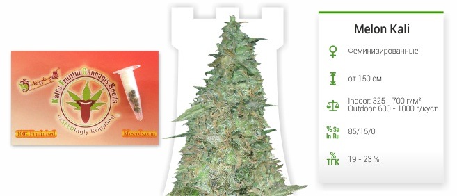 Melon Kali Melon Kali