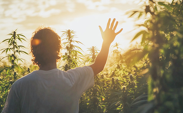 Автоцветущие сорта неприхотливы в уходе За автоцветами легко ухаживать