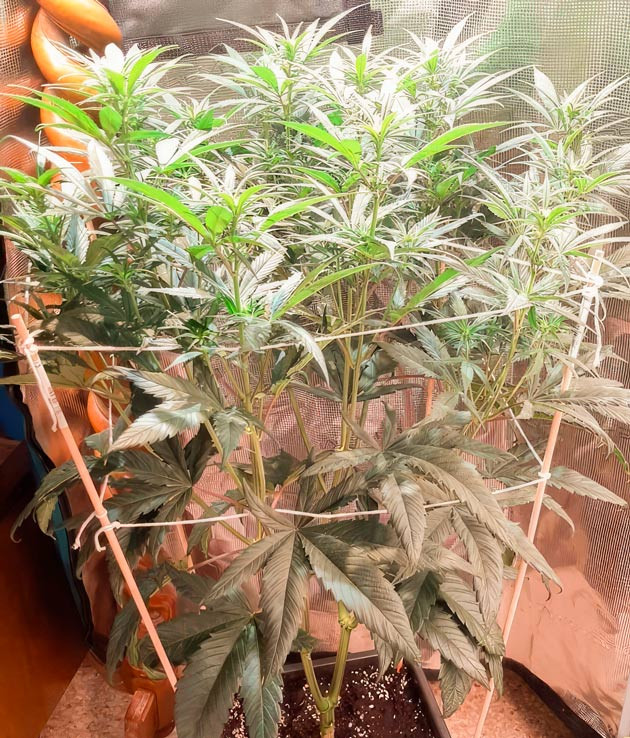 Освещение и подпорки для куста Куст Fullgas от GHS на 9 неделе