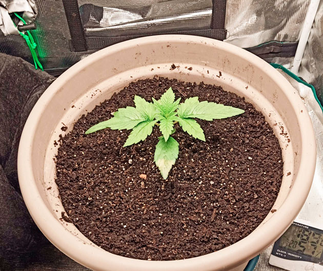Удобрения и полив марихуаны Росток Bruce Banner #3 от сидбанка Herbies Seeds