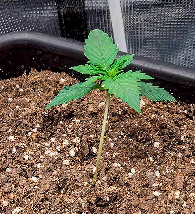 Проращивание и высадка в горшок Росток Gorilla Punch Auto от FastBuds на 1-2 неделе