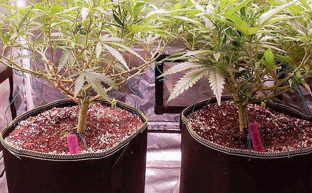 Гроубэги для выращивания конопли Мягкие текстильные горшки