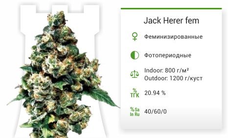 Сорт марихуаны Jack Herer Jack Herer fem (Green House Seeds)
