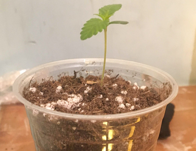 Проращивание и 1-2 недели выращивания Росток Strawberry Amnesia