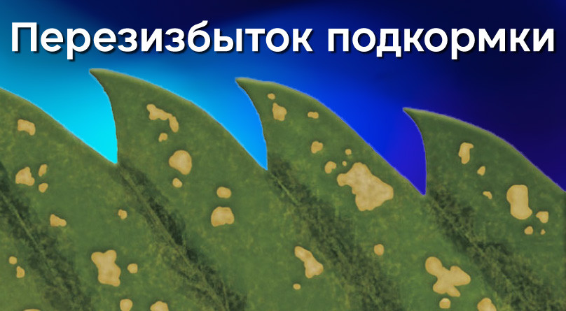 Пятна на листьях конопли