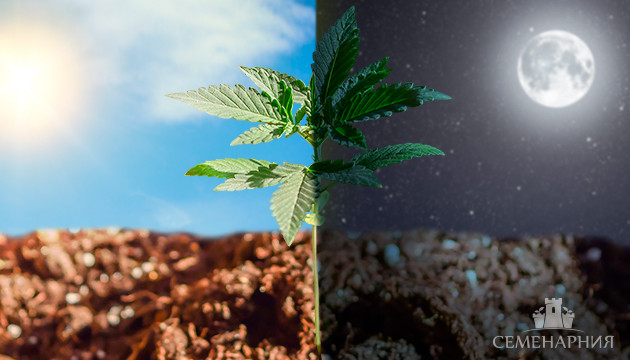 Световой режим при пересадке конопли из закрытого грунта в открытый Световой режим для пересадки конопли