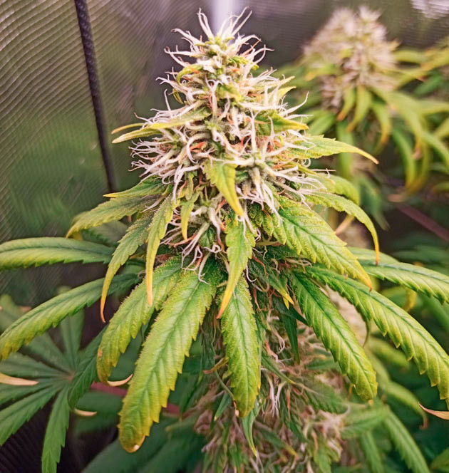 Cтресс из-за высокой температуры Куст Bruce Banner #3 на 14-15 неделе