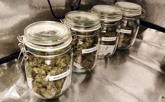 Сбор урожая и впечатления от сорта Харвест