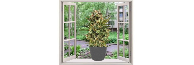 Пренебрежение безопасностью Пренебрежение скрытностью при выращивании конопли