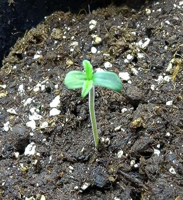 Проращивание семян, световой режим и полив Сорт Wedding Cake Auto от Barney's Farm на 1 неделе