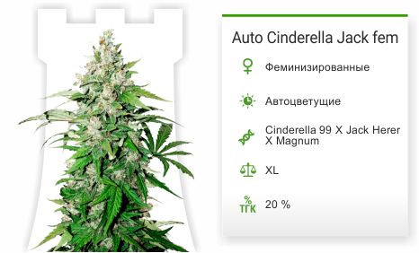 Cinderella Jack fem от Dutch Passion