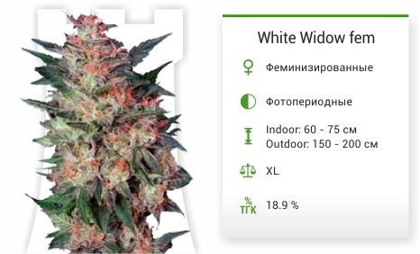 Сорт марихуаны White Widow White Widow fem (Dutch Passion)