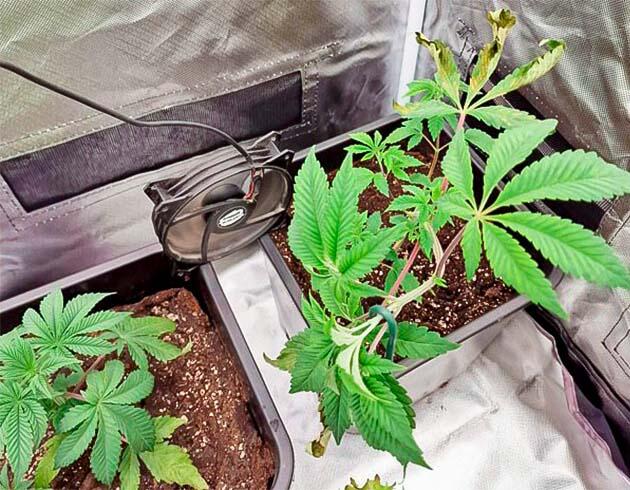 Пересадка марихуаны и признаки дефицита кальция и магния Растишки Poddy Mouth на 4 неделе выращивания