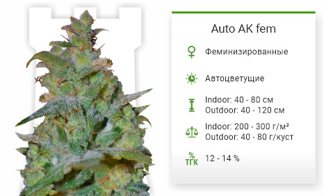 Сорт марихуаны Auto Ak Auto Ak от Female Seeds