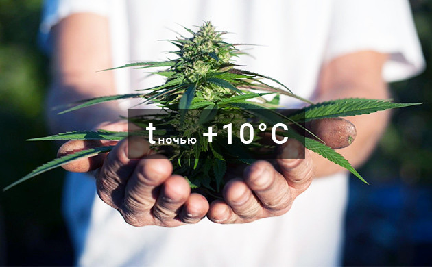 Ночная температура во время сбора урожая Сбор урожая при температуре 10 градусов ночью