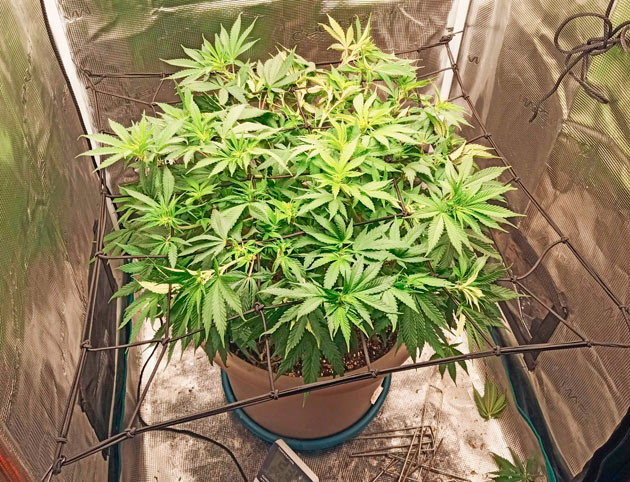 Начало цветения Куст Bruce Banner #3 на 8 неделе