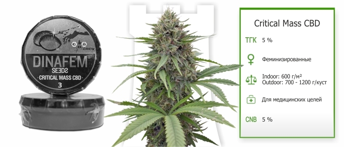 Critical Mass CBD Critical Mass CBD