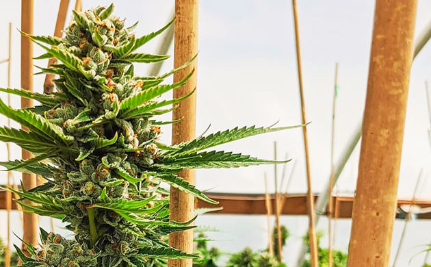 Материалы для каркаса теплицы Каркас теплицы для конопли