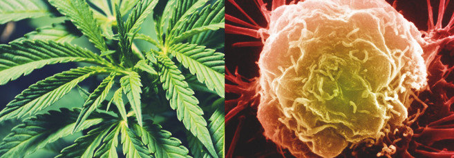 Микро и макроэлементы, необходимые для конопли