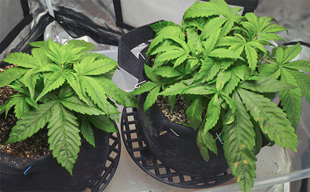 Кусты после LST 4 неделя выращивания