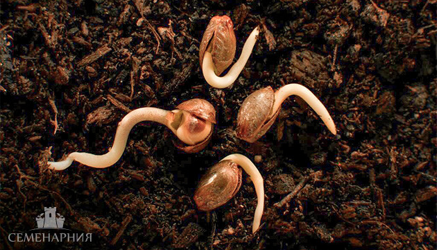 Выращивание конопли в открытом грунте Семена марихуаны для открытого грунта