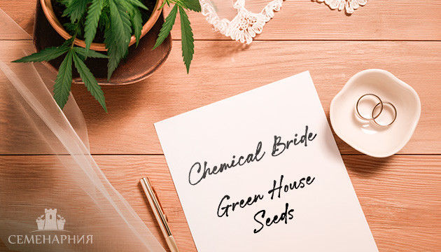 Гроурепорт сорта марихуаны Chemical Bride Выращивание сорта Chemical Bride