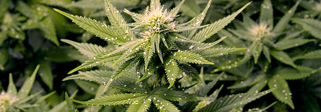 Паразиты и вредители конопли