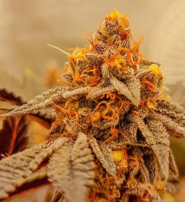 Появление молочных трихом 15 неделя сорта Poddy Mouth