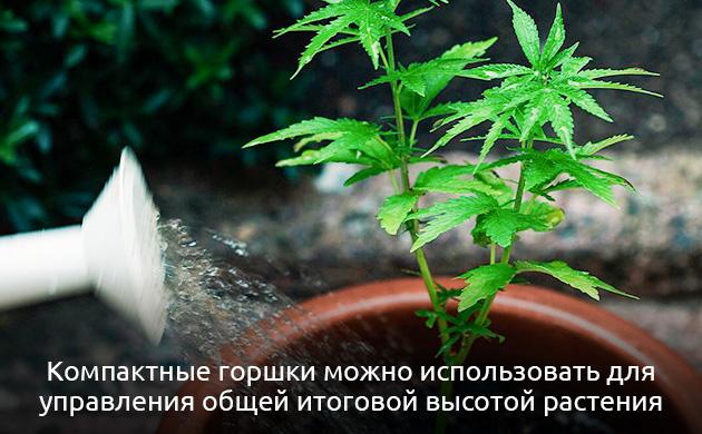Как выбрать горшок для каннабиса: расчет объема под разные сорта Объем горшков для конопли