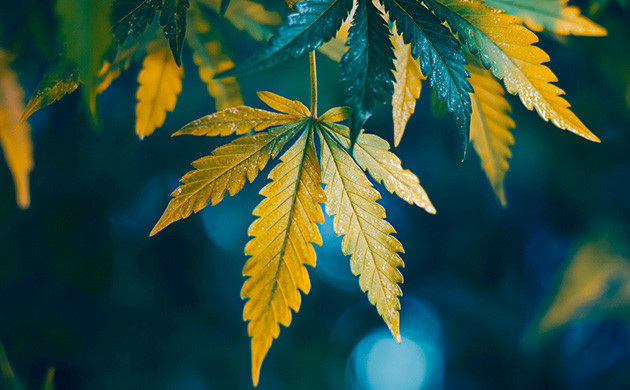 Лист конопли во время харвеста