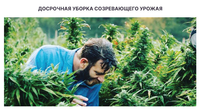 Защита конопли от похолодания Уборка урожая в аутдоре