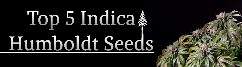 top indica HSO top indica HSO