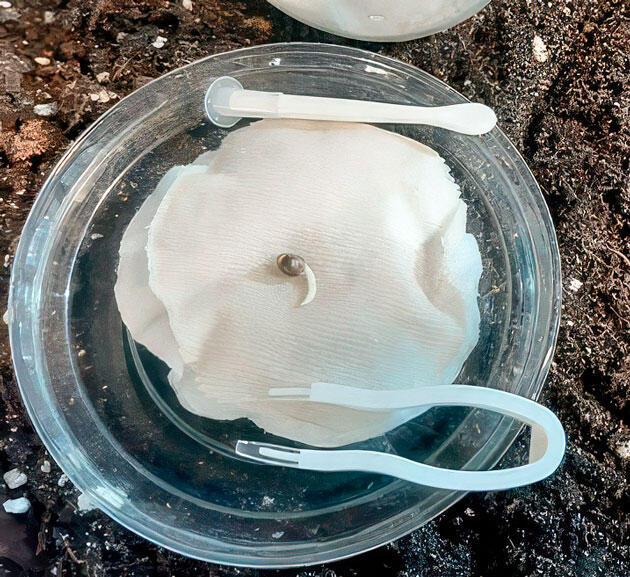 Проращивание и снятие каски Проращивание сорта Glue Sherbet