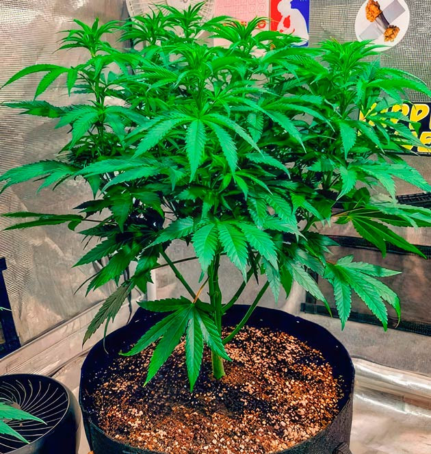 Куст DDoS #33 на 6 неделе выращивания