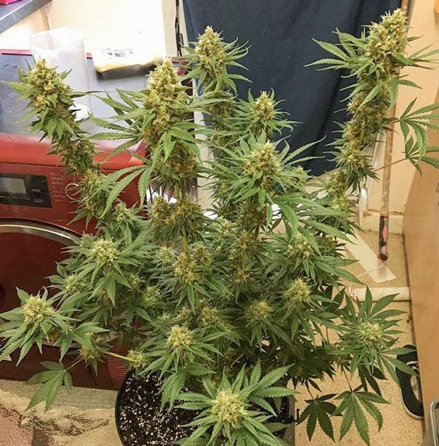 Подготовка к харвесту на 15 неделе Куст перед харвестом